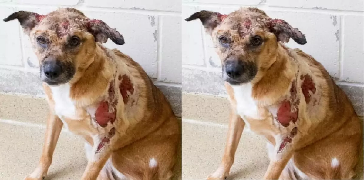 This dog has been cruelly abused by its owner, and we need to condemn this action