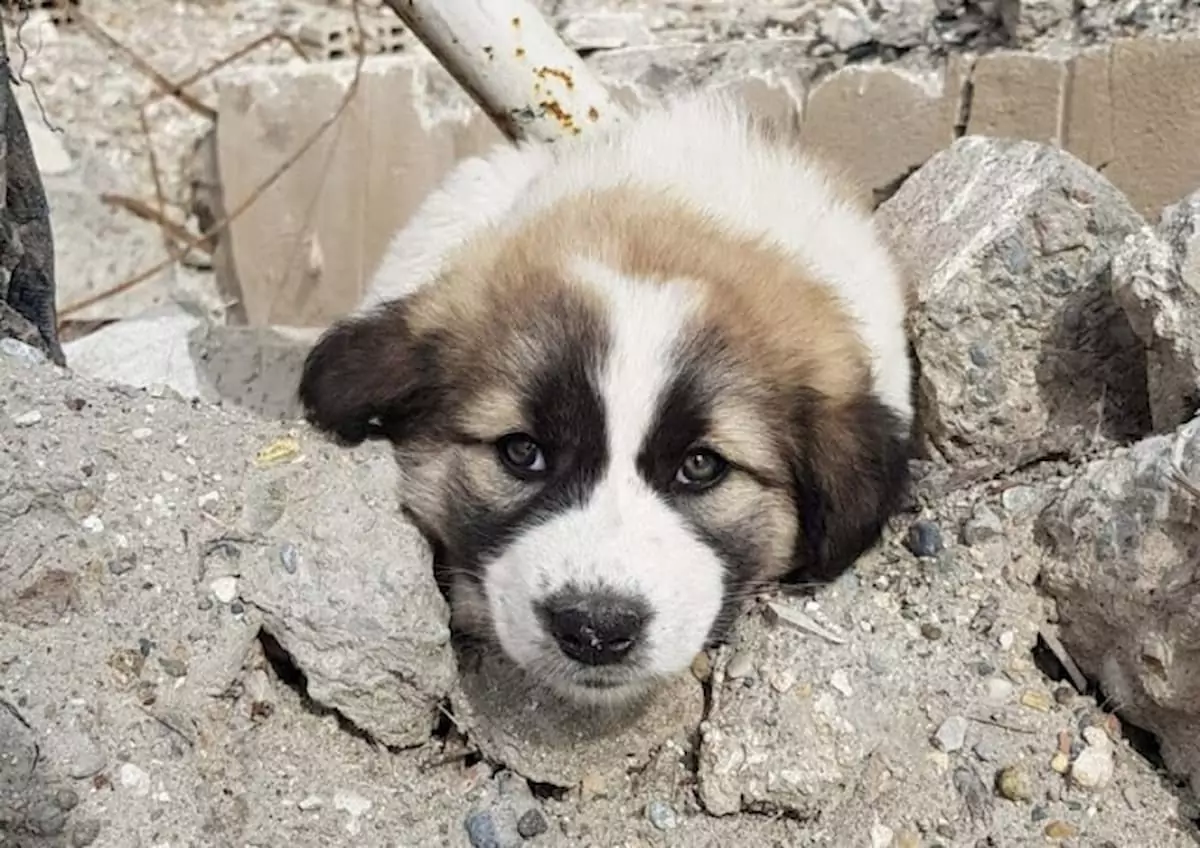 A Soldier Rescues a Puppy from the Rubble, Keeping the Loyal Companion by His Side in His Backpack Everywhere He Goes