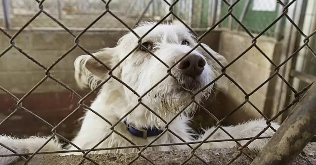 The happy face of an old dog when someone is about to adopt him after 6 years