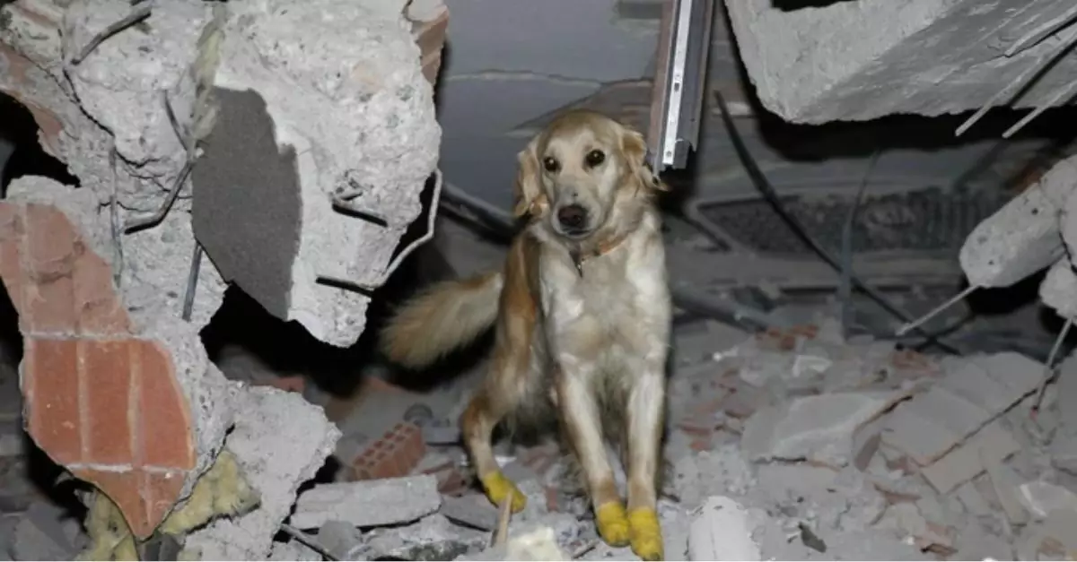 The stray dog ​​was seriously injured and needs urgent help