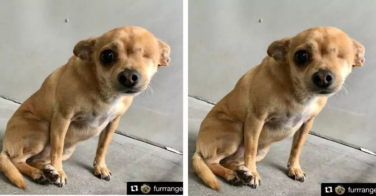 The unfortunate blind dog who was abandoned time and time again finally got a happy ending