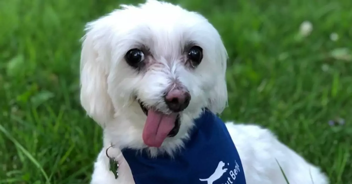 The unusual looking dog still hopes that one day someone will recognize his beauty and adopt him