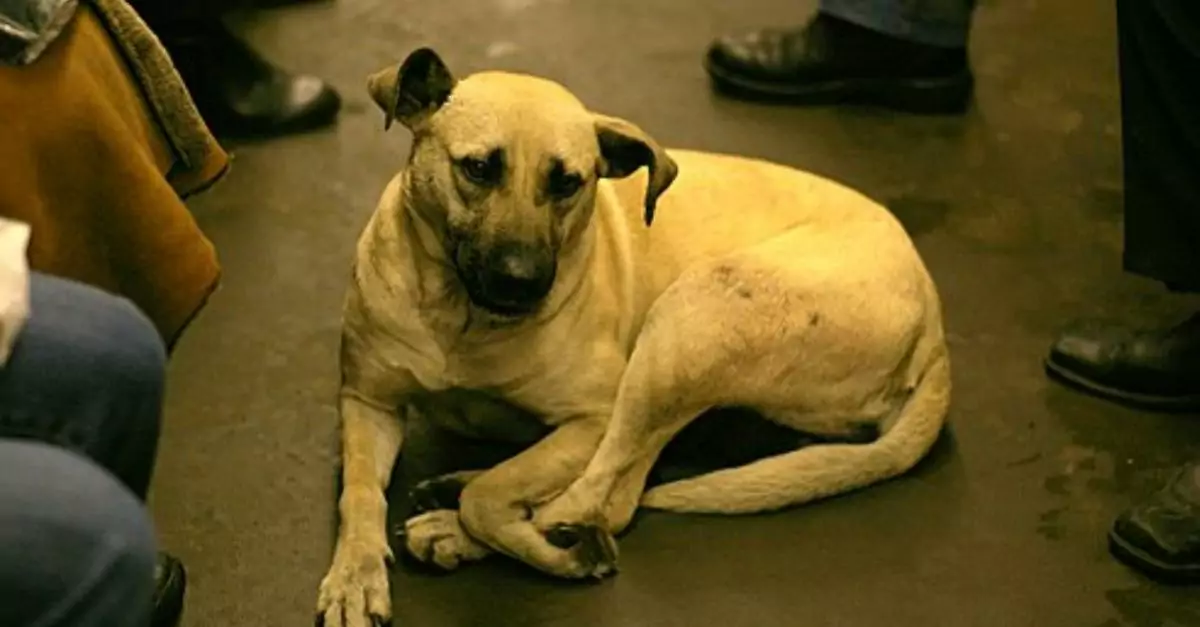 Tokie lost his owner and this dog just sat there waiting for him to find him