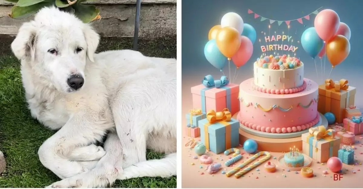 Your sharing will help Bonny the dog get rescued quickly and have a warm birthday