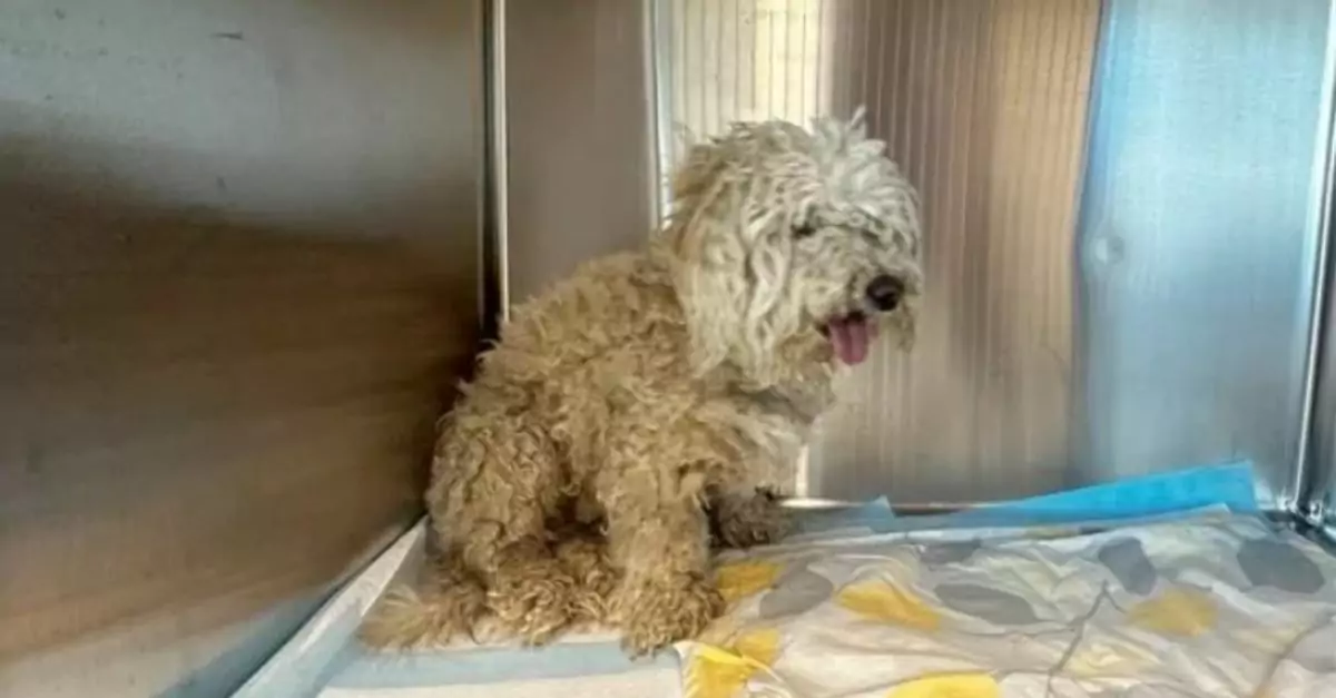 Abandoned poodle, labeled 'ugly,' awaits a chance for a loving home