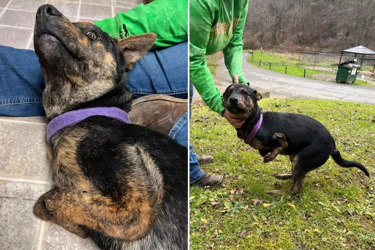 ‘Affectionate’ Stray Dog with Two Legs to Receive a Life-Altering Surprise Following Rescue