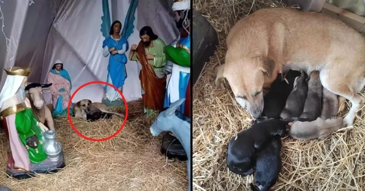 A stray dog seeks refuge in a Christmas display, where she gives birth to seven precious puppies, filling the holiday season with warmth and joy