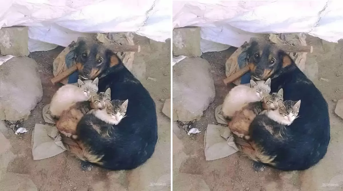 The dog and three cats are huddled together in the leaky, dilapidated house