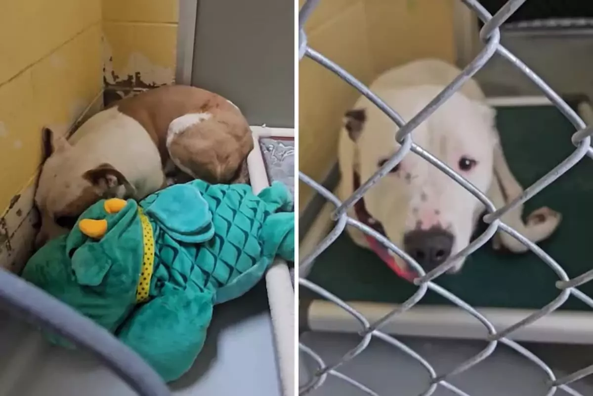 Tears Flow as Dogs React After Being Given Up at a Kill Shelter