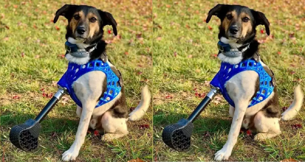 The three-legged dog has found love and hope in a new home