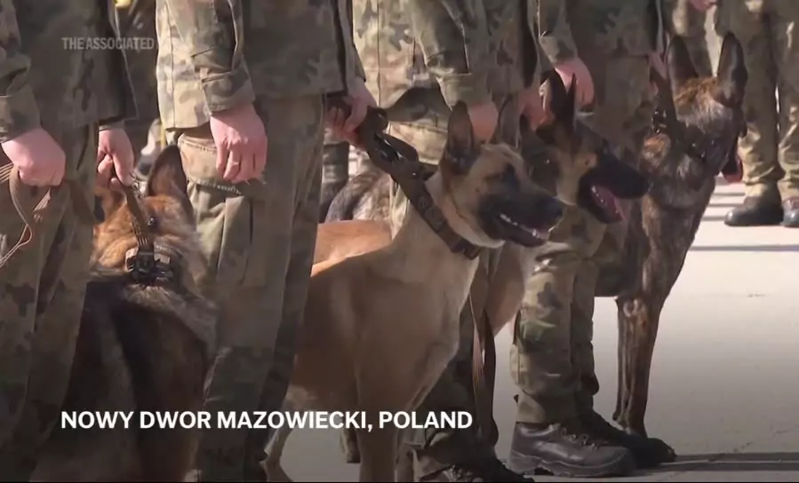 Poland honors military dogs for their service by awarding them army ranks