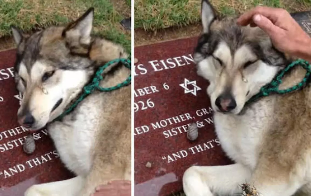 The dog Henny couldn’t stop shedding tears as it stood by its owner’s grave