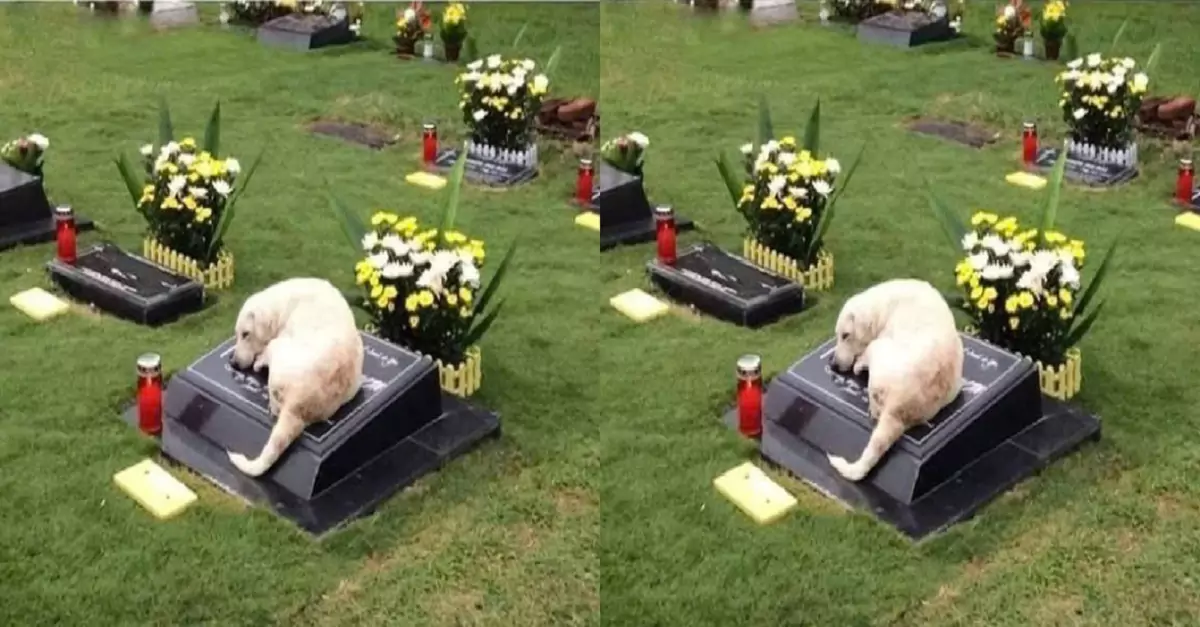 The dog hasn’t eaten anything since its owner left; it spends all day lying by its owner’s grave