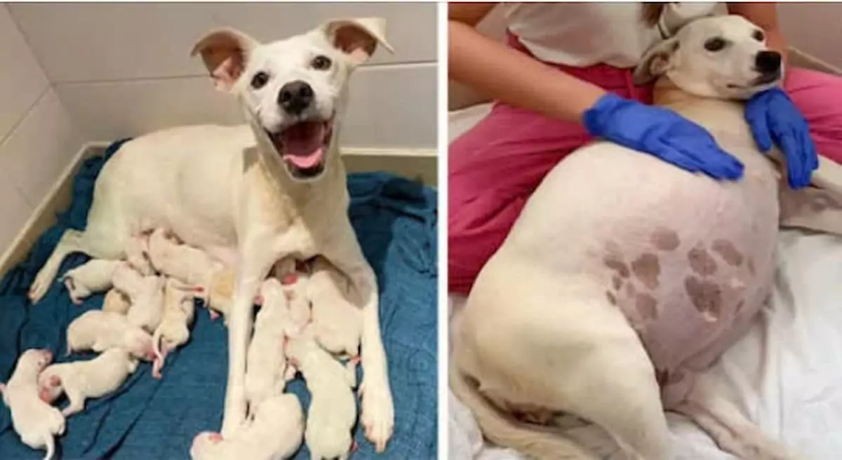 The pregnant mother dog, after nine weeks, came to a local home seeking help and gave birth to 14 adorable puppies