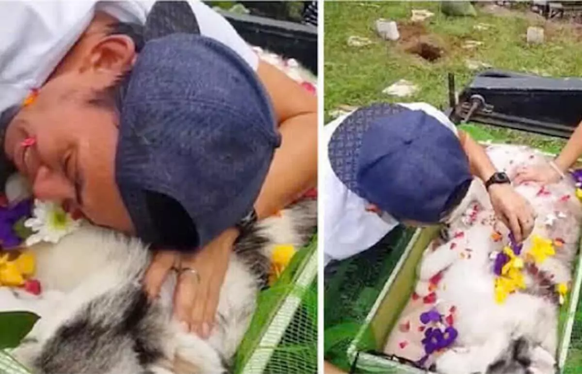 A dog owner shares a tearful farewell with his beloved “son” in an emotional moment 🥺‎