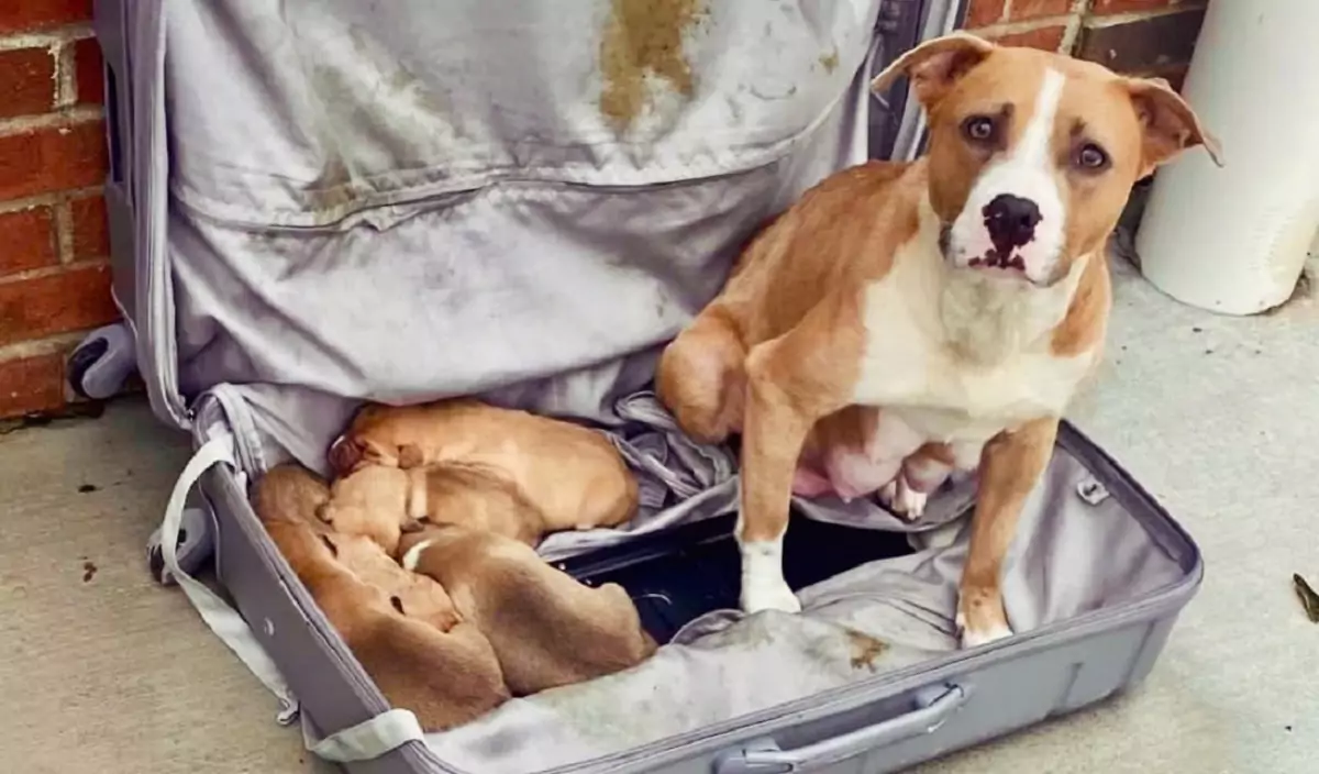 Firefighters were astonished to find a family of dogs hidden inside a locked suitcase!