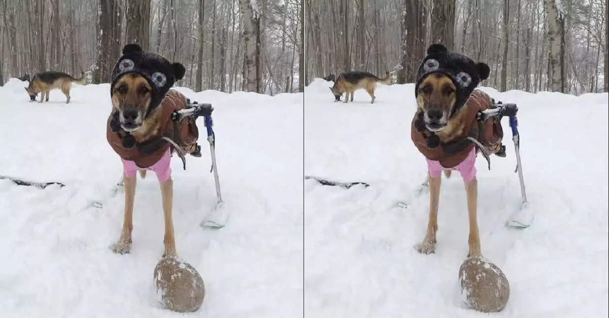 The disabled dog with a tumor weighing over 2 kg, who no one wanted to adopt, has now found a true home