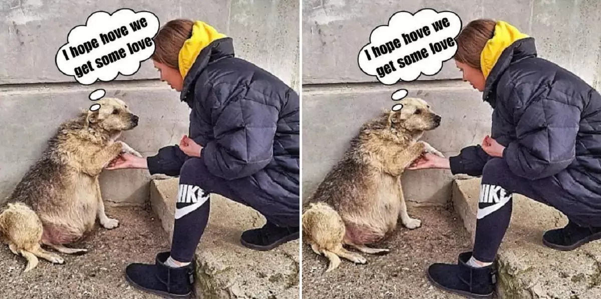 The pregnant dog, about to give birth, was dragging herself along the road, begging for help, when she was luckily found by a kind-hearted woman