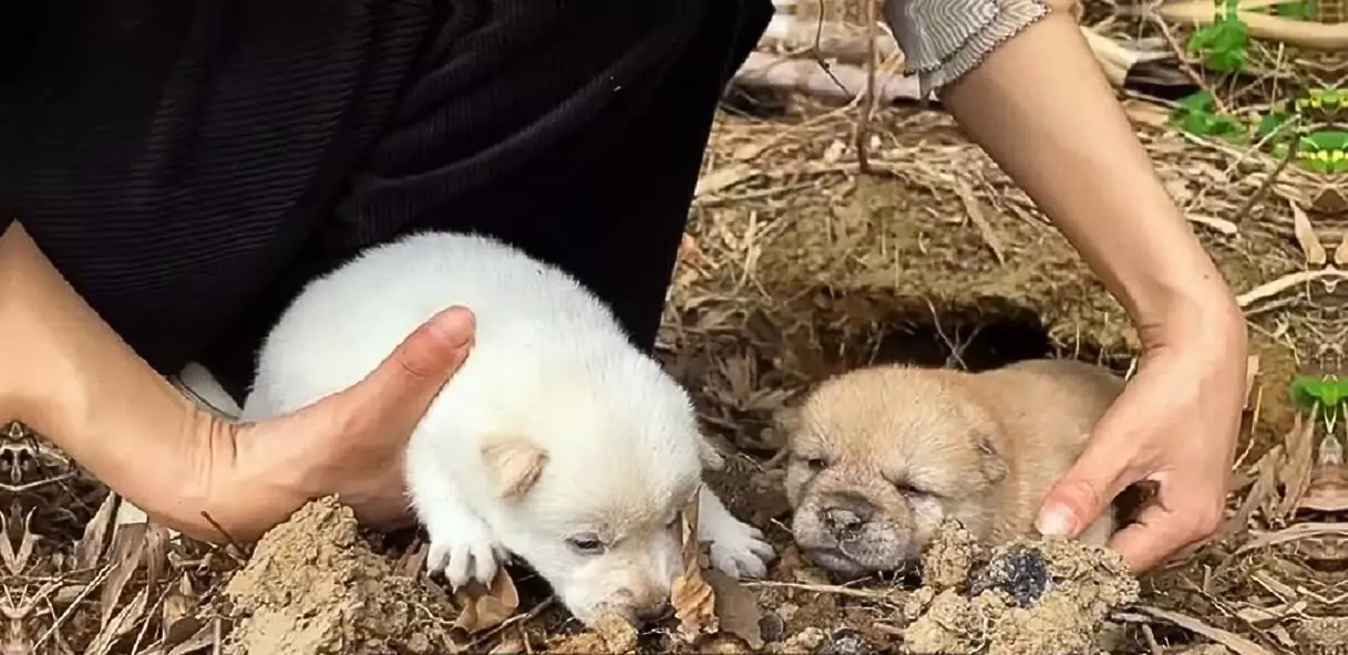 The two puppies trembled, terrified, desperately seeking help from their mother in vain