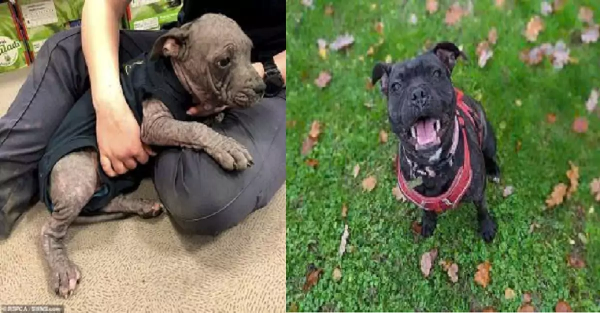 The Pitbull seemed panicked as he left the shelter, as if he had been through something terrifying