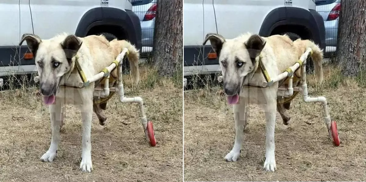 This dog went through a horrific accident. No one thought he would ever be able to walk again