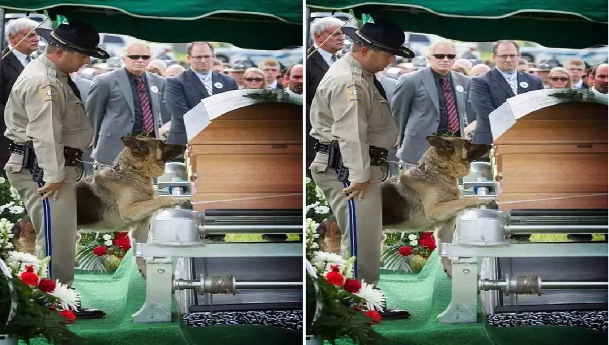 The dog Atony was deeply moved as he said a final goodbye to his comrade