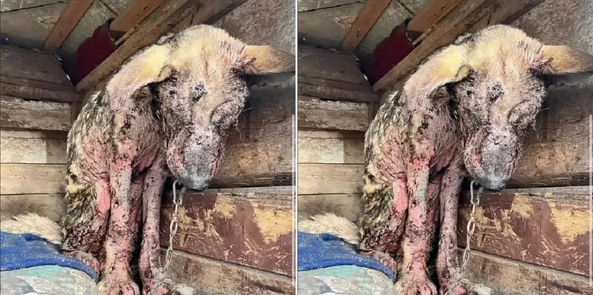 This dog had been trapped here for three months, with severe infections all over its body. Fortunately, the rescue team discovered it and took it for treatment