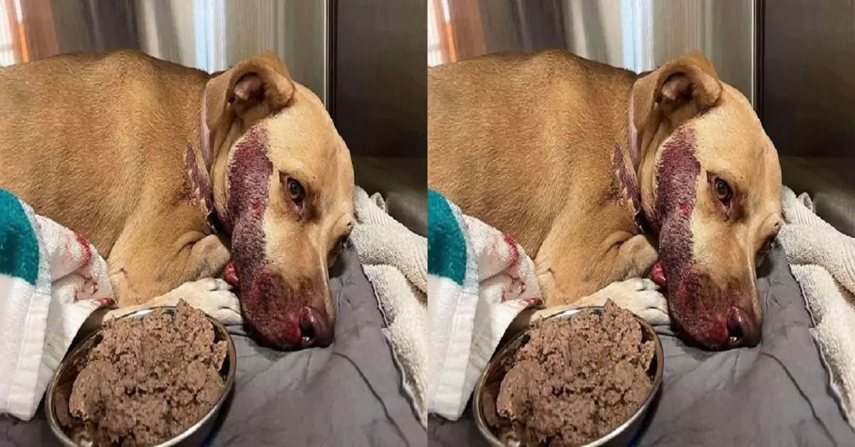 A passerby discovered a dog with a crushed nose and a broken jaw and quickly rushed the dog to emergency care