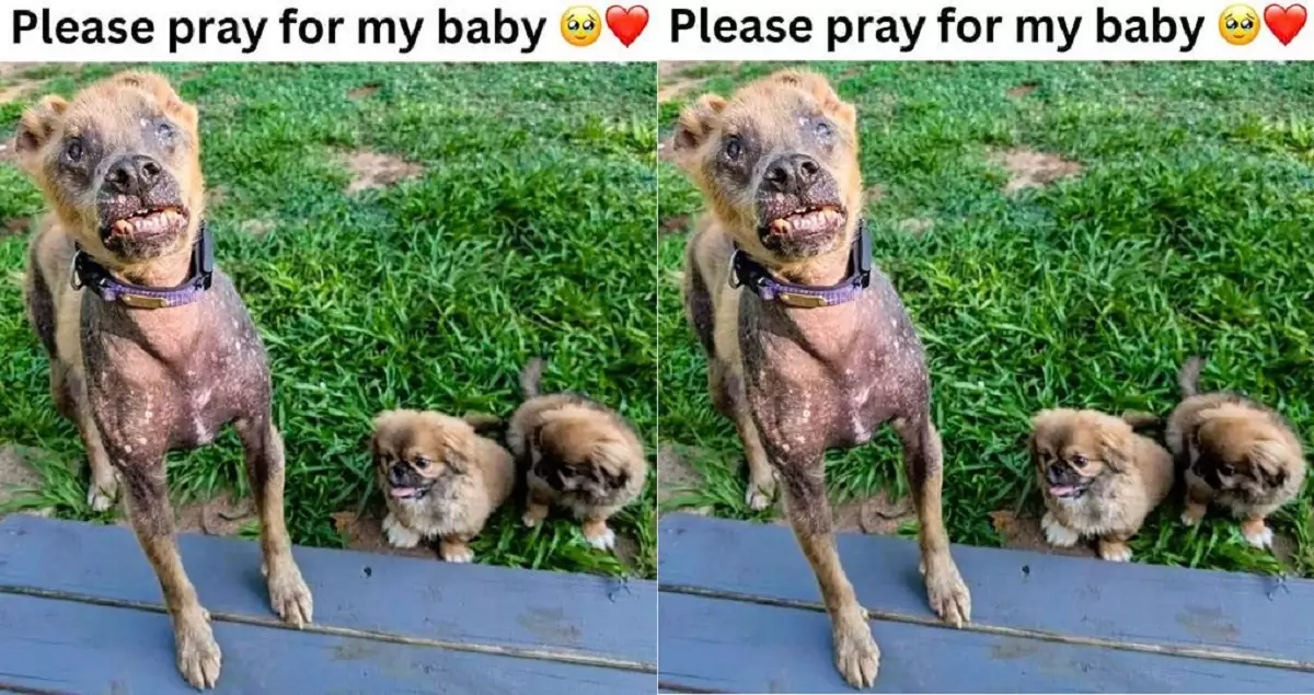 The mother dog, severely affected by mange, led her two puppies to seek help from passersby