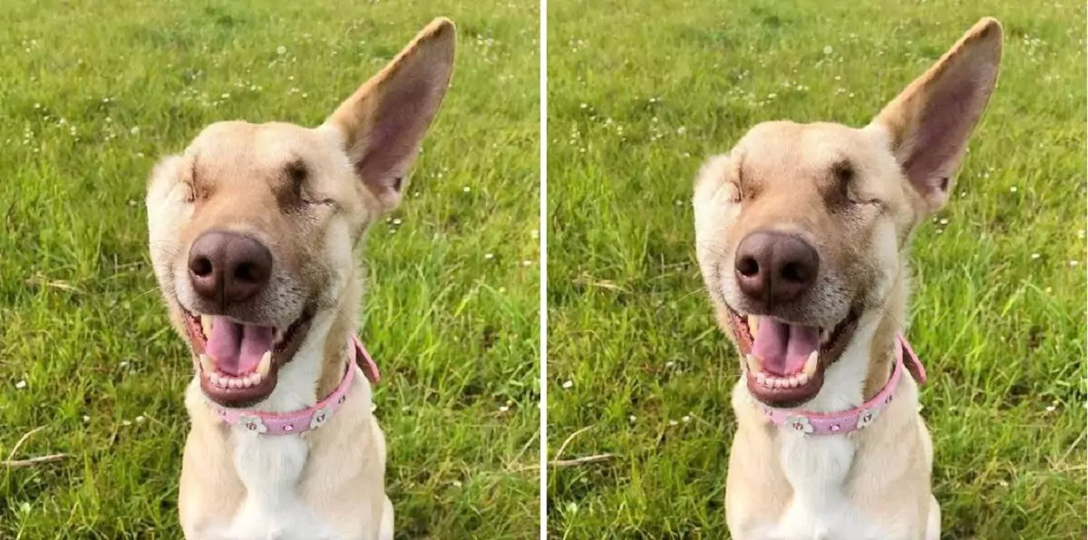 It seemed like no one would adopt the blind, earless dog, but this man gave him a second chance at life