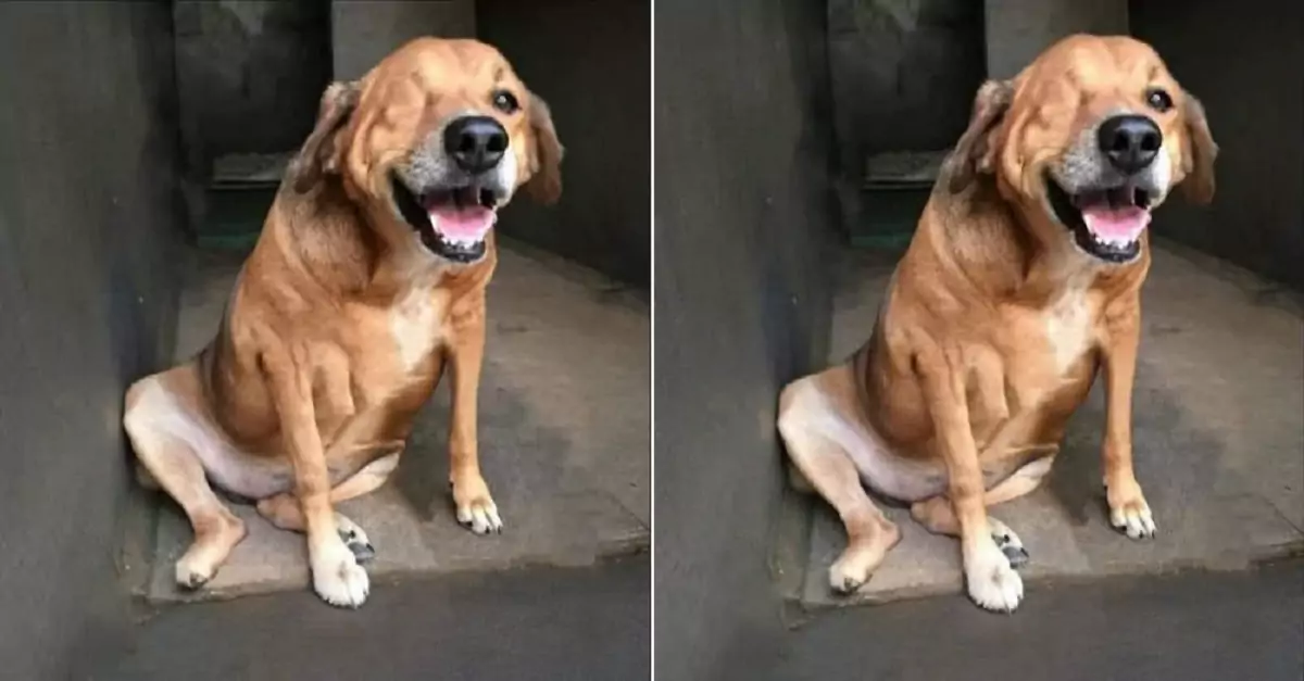 This dog has been in the shelter for five years. No one has adopted it because of its unattractive appearance