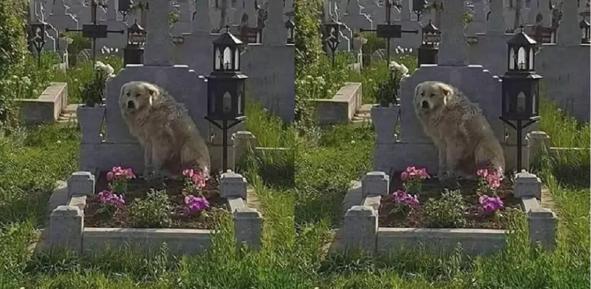 Can you believe it? This dog has been staying by its owner’s grave for a whole week now