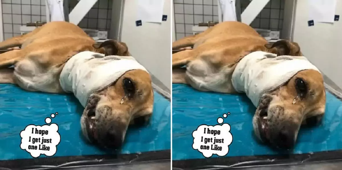 This dog is repaying the owner who has cared for him for the past 20 years