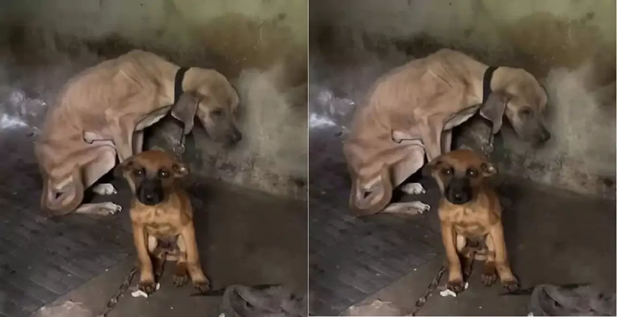 The puppy is by its mother’s side during her final days, and the scene is truly heartbreaking