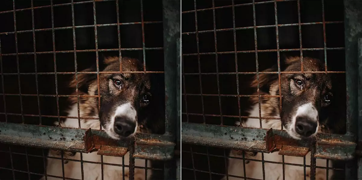 The dog’s eyes were filled with hopelessness upon realizing that it would spend its entire life in the shelter, with no family to love or welcome it