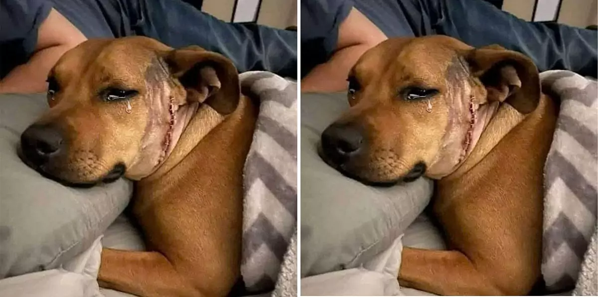 The dog risked its life to save its owner from an oncoming car, leaving a hand-length scar on its face