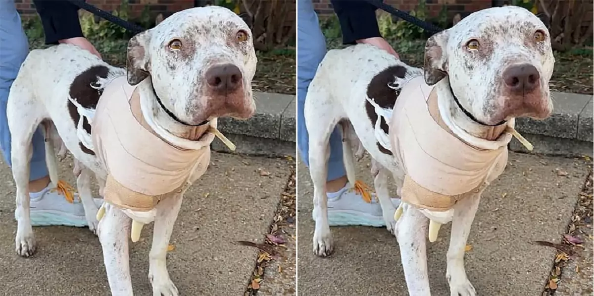 The dog was moved to tears by the person who risked everything to save him from the fateful ride