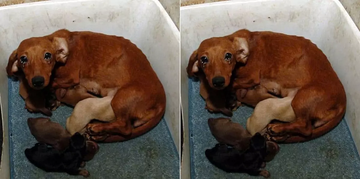 The man braved the danger, diving into the rushing water to retrieve the box and save the litter of puppies