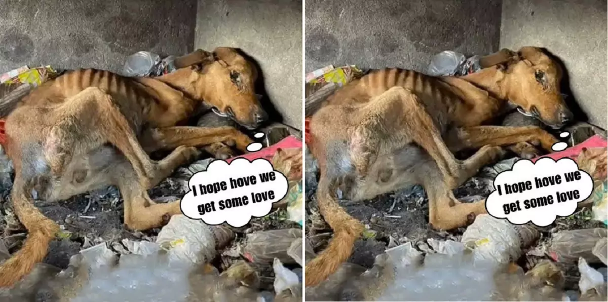 The dog was found unconscious, showing no signs of life, but now…