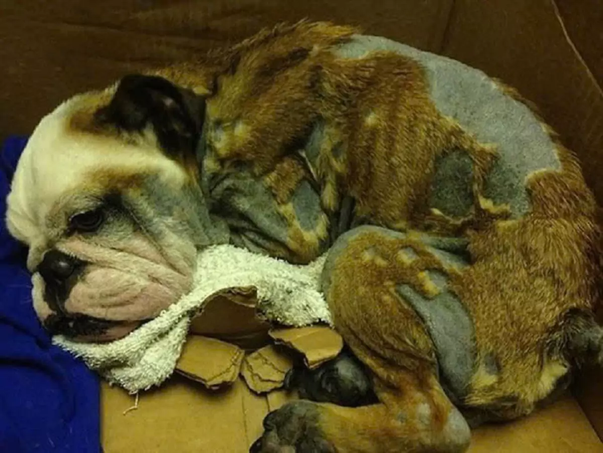 The man refused all advice to care for the mangy dog during its final days