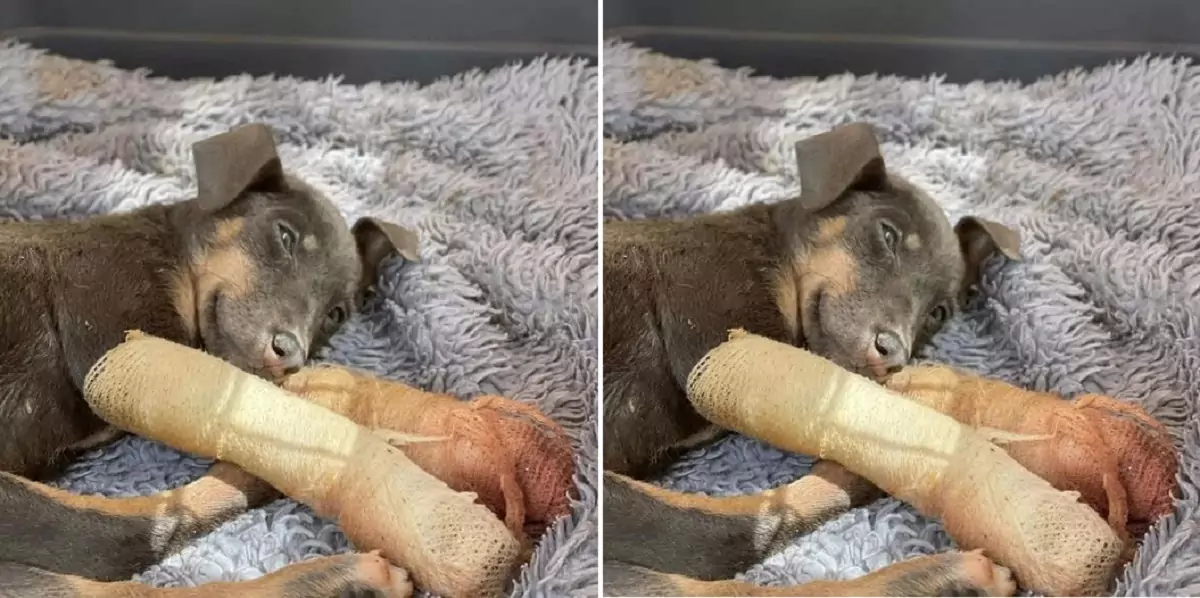 The dog risked its life to repay the owner who had taken care of it for the past 15 years