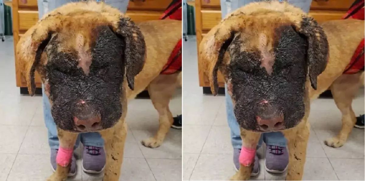 People refused to adopt this dog because of the blemish on its face, but this man was different…