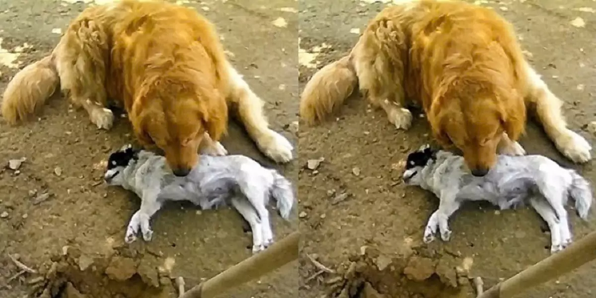 The heartbreaking scene of a mother dog having to watch her puppy pass away right before her eyes