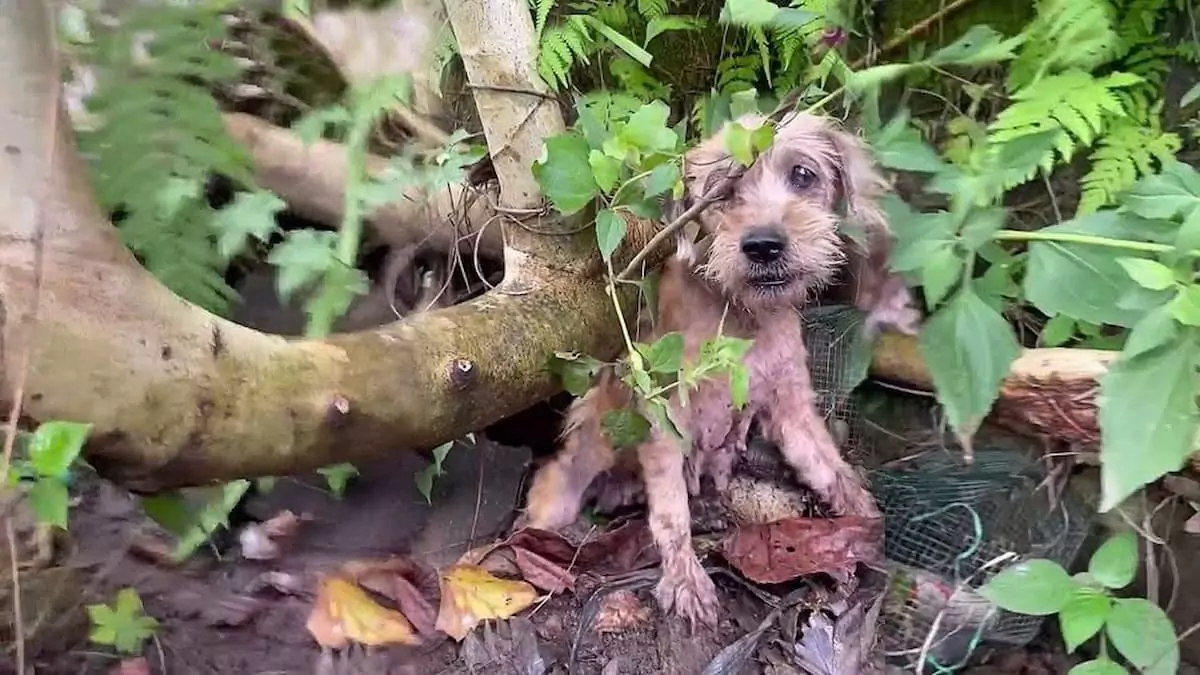 The rescue of a puppy trapped in the forest, pinned under a pile of fallen trees