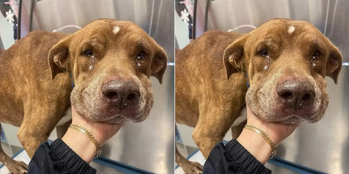 The heartbreaking farewell moment between the dog and his owner of 20 years