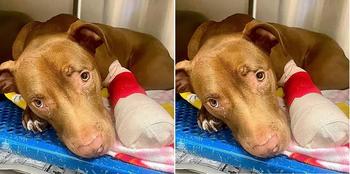 At the most difficult moment, the owner abandoned this poor dog