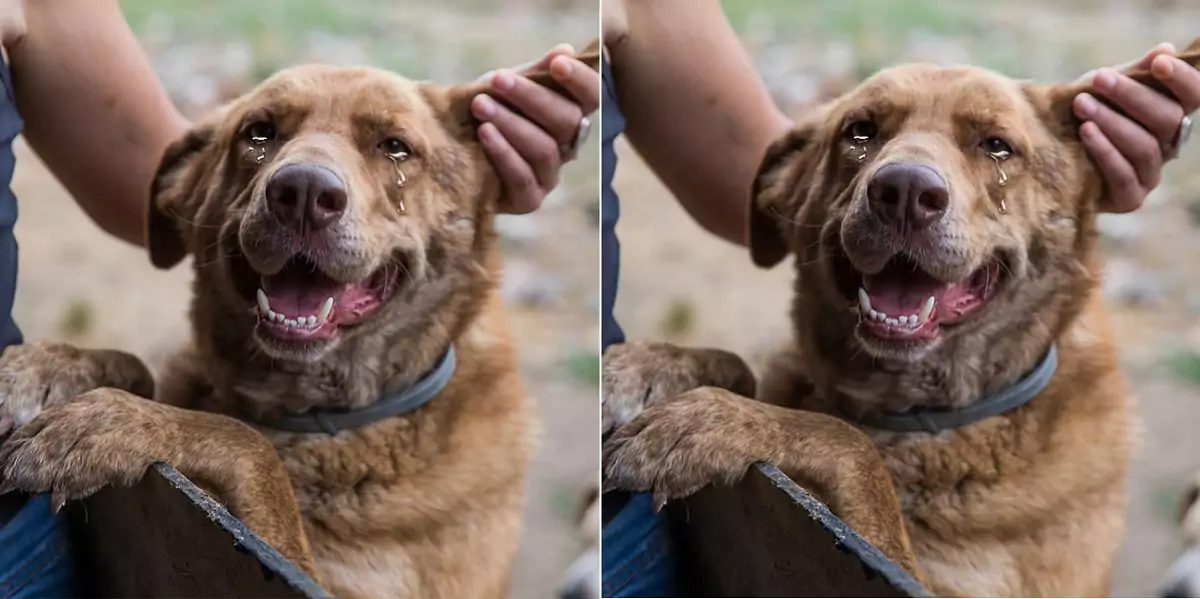 The dog couldn’t hide its emotions when its old owner came to visit at its new home