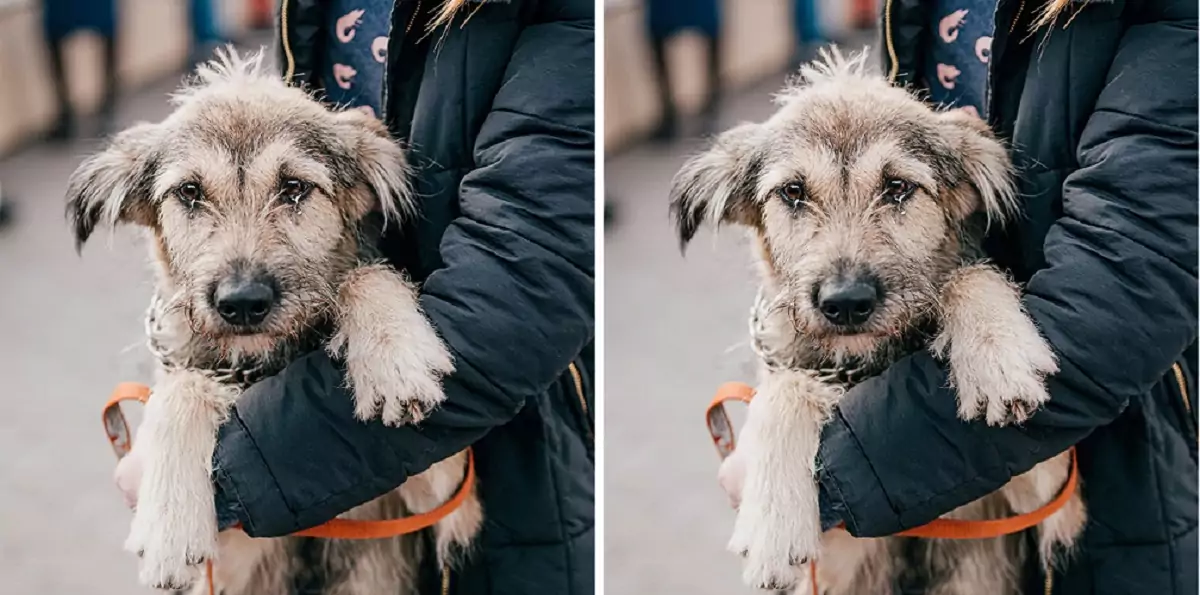 The dog’s eyes were filled with sorrow as he had to part ways with his owner, with whom he had shared more than 20 years of companionship