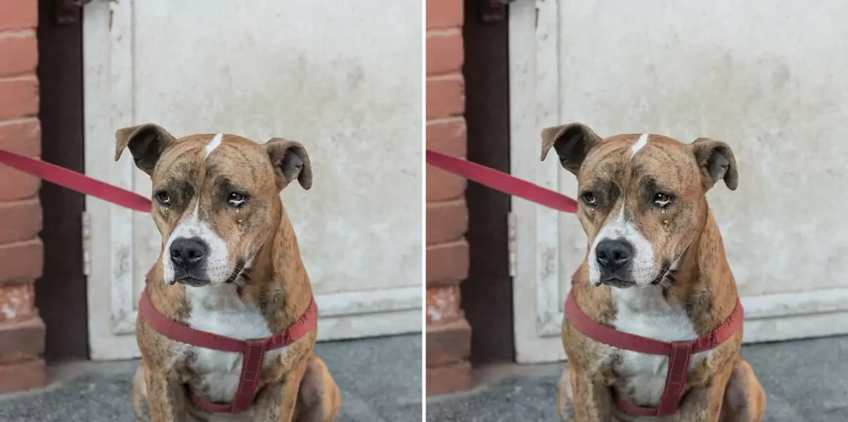 This dog doesn’t know that his owner has passed away forever, so every day he still waits by the door for him to come home