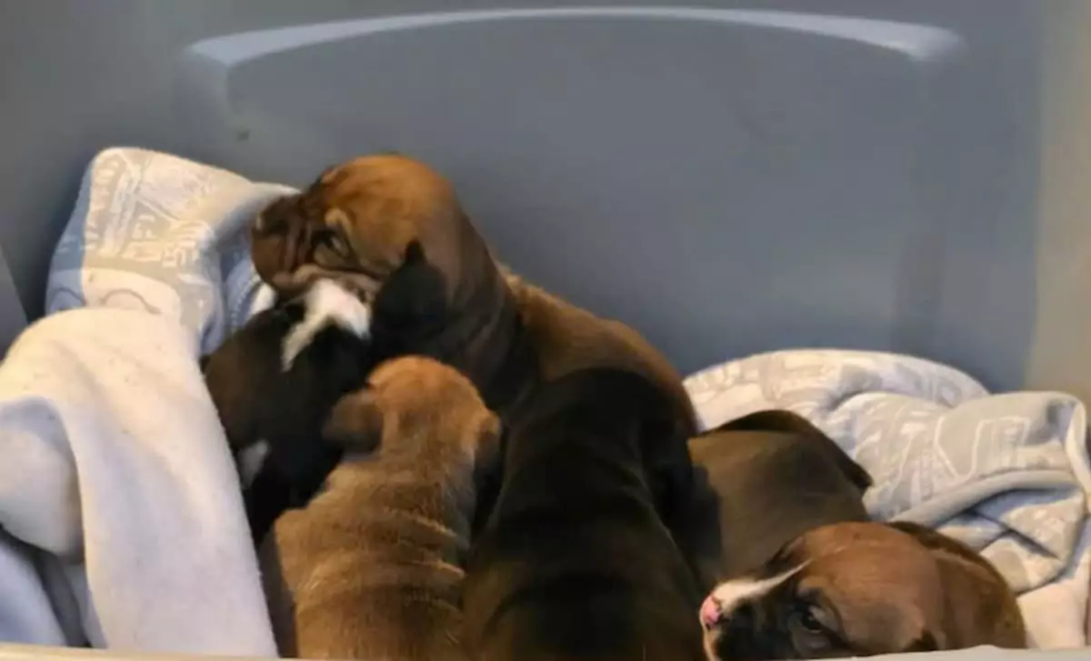 A pastor discovers a box containing newborn puppies left on the steps of the church, accompanied by a note